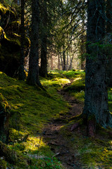 path in the forest