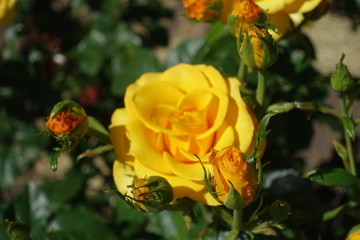 Buds and flower of amber yellow rose in June