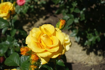 Flower and buds of amber yellow rose in June