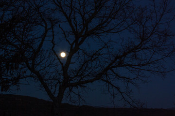 luna a traves de un arbol
