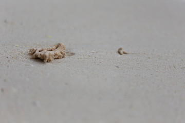 Korallen im Sand auf Koh Phi Phi