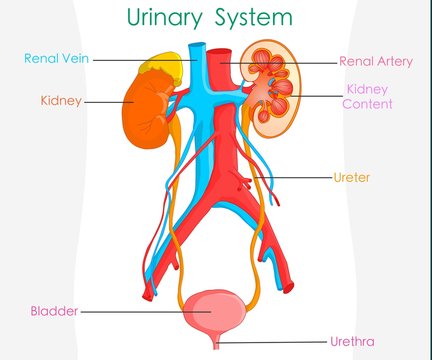 Draw Well Labelled Diagram of Human Excretory System - Science and  Technology 2 | Shaalaa.com