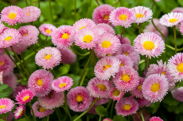 Pretty pink Bellis flowers