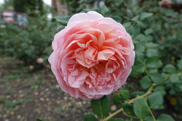 Tender pink flower of rose in September