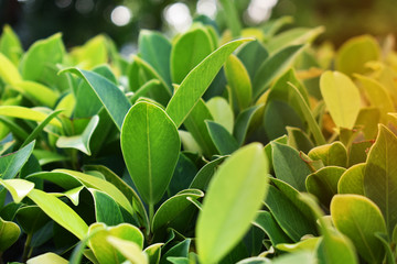 green leaves of tree in spring