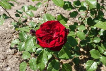 Dark red flower of rose in May