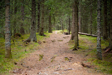 path in the forest