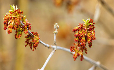 Flowers on the maple in spring