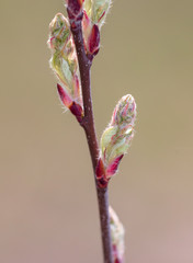 Buds open on a tree branch in spring