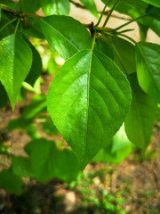 Fototapeta na wymiar Green leaves on a tree in spring