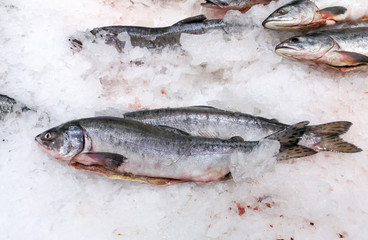 Frozen fish in ice on the counter in the store