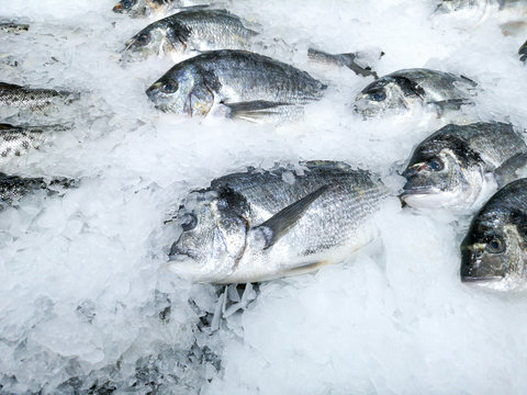 Frozen Fish In Ice On The Counter In The Store