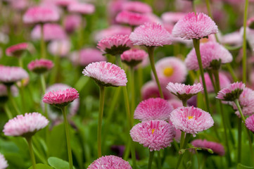 Pretty pink Bellis flowers