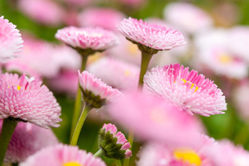 Pretty pink Bellis flowers