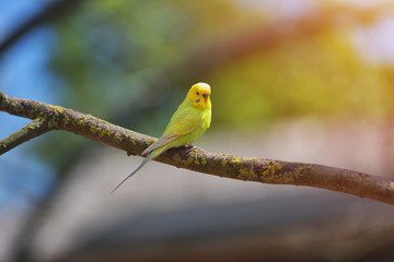 Green and yellow budgerigar parrot (Melopsittacus Undulatus) on tree branch