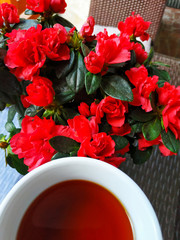 Pot with beautiful blooming azalea and cup of tea.