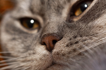 Face of cat close up. Focuse on the nose.