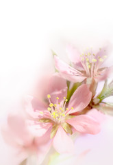 Soft focus Pink almond blossom