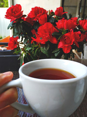 Pot with beautiful blooming azalea and cup of tea.