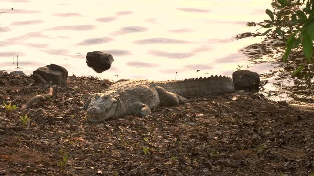 zoom in on a marsh crocodile on the shore of lake tadoba  at tadoba andhari tiger reserve in india