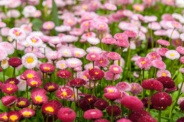 Pretty pink Bellis flowers