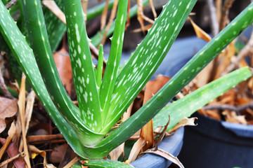 cactus in pot