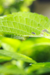 紫陽花の葉を食べる青虫