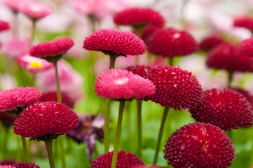 Pretty pink Bellis flowers