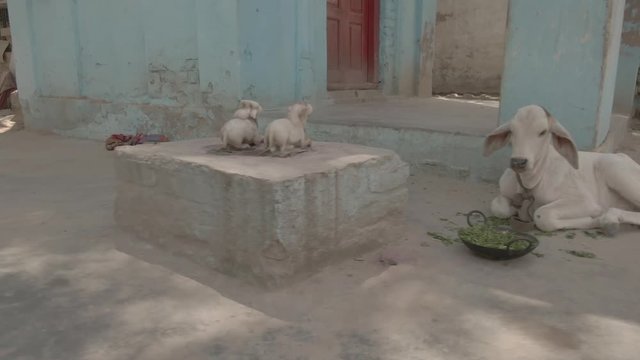 Gaudiya Acarya samadhis, Vrindavan, India 4k aerial ungraded