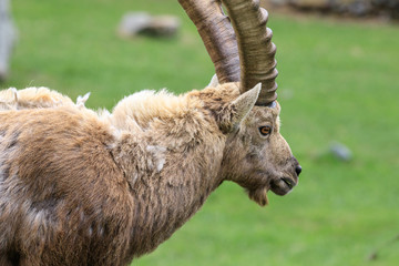 stambecco nel Parco Nazionale del Gran Paradiso	