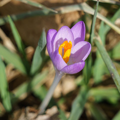 Obraz premium Krokus in zart violett mit gelbem Fruchtstand