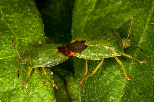 Pentatomoidea Bilder Durchsuchen 6,503 Archivfotos,