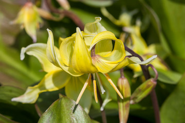 Erythronium 'Kondo' a spring flowering bulb plant commonly known as  Californian fawn lily