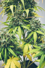 cannabis bud, marijuana leaf