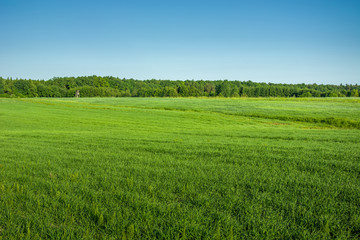 Big green field, forest and blue sky