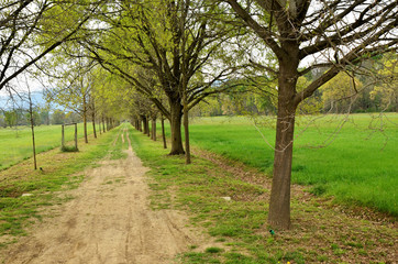 Fototapeta premium The path winds through the park between meadows and trees