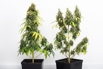 potted cannabis plant, hybrid of sativa and indica