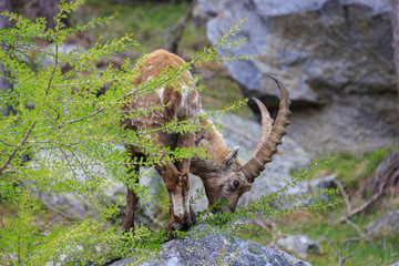 stambecco nel Parco Nazionale del Gran Paradiso	
