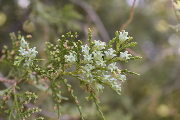 Close Up Of Seeds Of Evergreen Shrub Of Young Thuja Growing