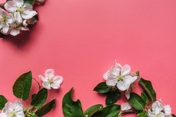 Beautiful frame of blossoming apple trees and green leaves on a pink background made of pastel paper. Copy space and space to insert text, top view.