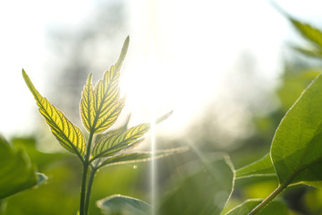 fresh summer green juicy leaves under sunshine, young sprouts of a trees