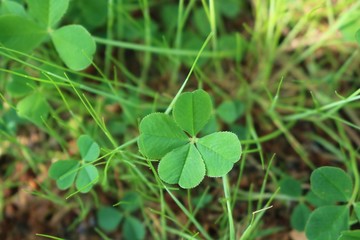四つ葉み～つけた　クローバー　野原　茨城