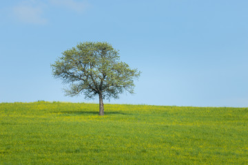 Fototapeta na wymiar A bright green summer meadow with no people around. An alone tree on the field