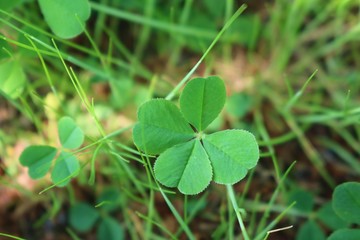 四つ葉み～つけた　クローバー　野原　茨城