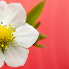 Blooming of strawberries (Fragaria), on a gently coral background. Macro.