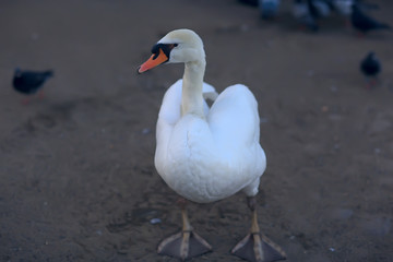 white swans in the water / wild beautiful birds, swans in nature