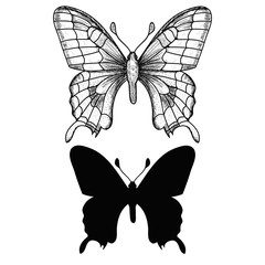 vector, isolated, sketch, butterfly lines and butterfly silhouette