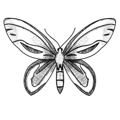  isolated, sketch, lines butterfly on white background