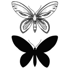 isolated, sketch, butterfly lines and butterfly silhouette