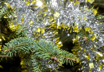Branch spruce close up